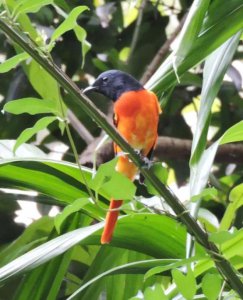 ​赤红山椒鸟图片（图文鉴赏赤红山椒鸟的真实样子）