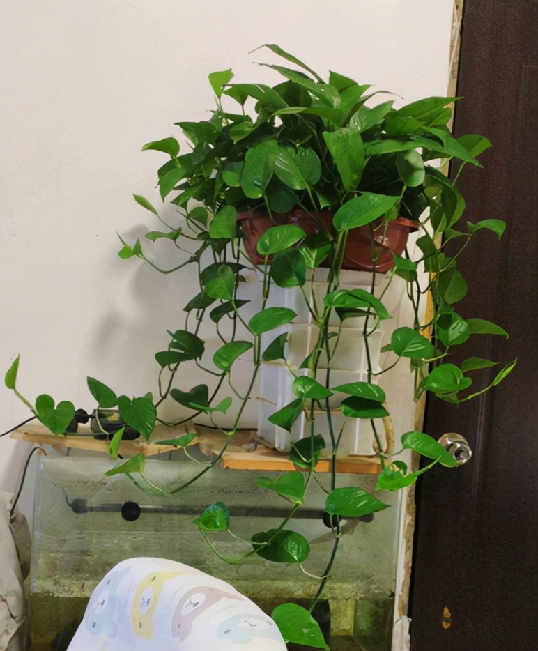 适合卧室养的花草植物（5种“助眠”花最适合卧室养）