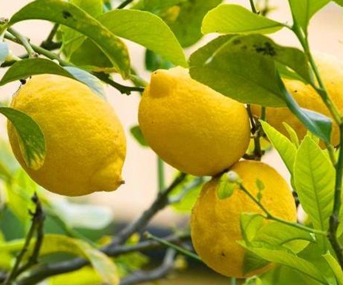 适合卧室养的花草植物（5种“助眠”花最适合卧室养）