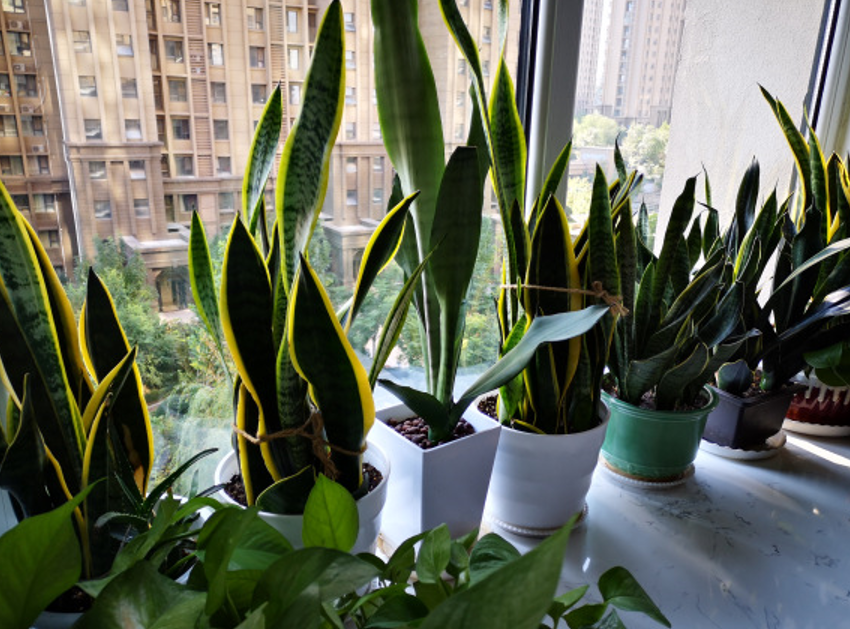 适合卧室养的花草植物（5种“助眠”花最适合卧室养）