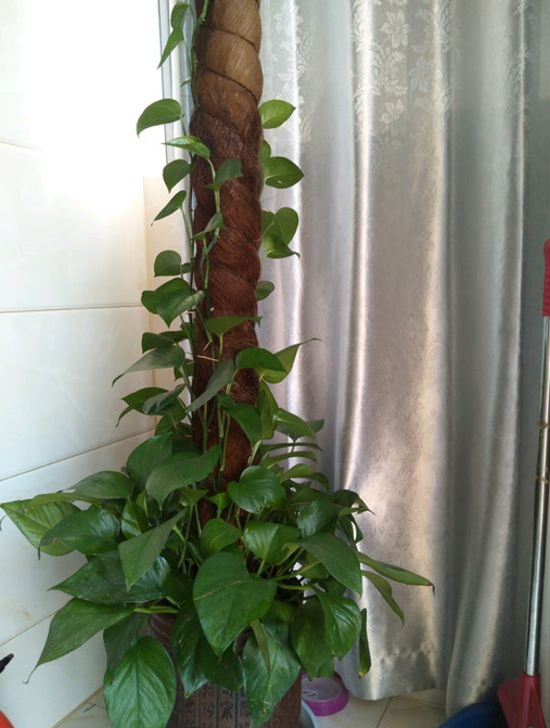 适合卧室养的花草植物（5种“助眠”花最适合卧室养）