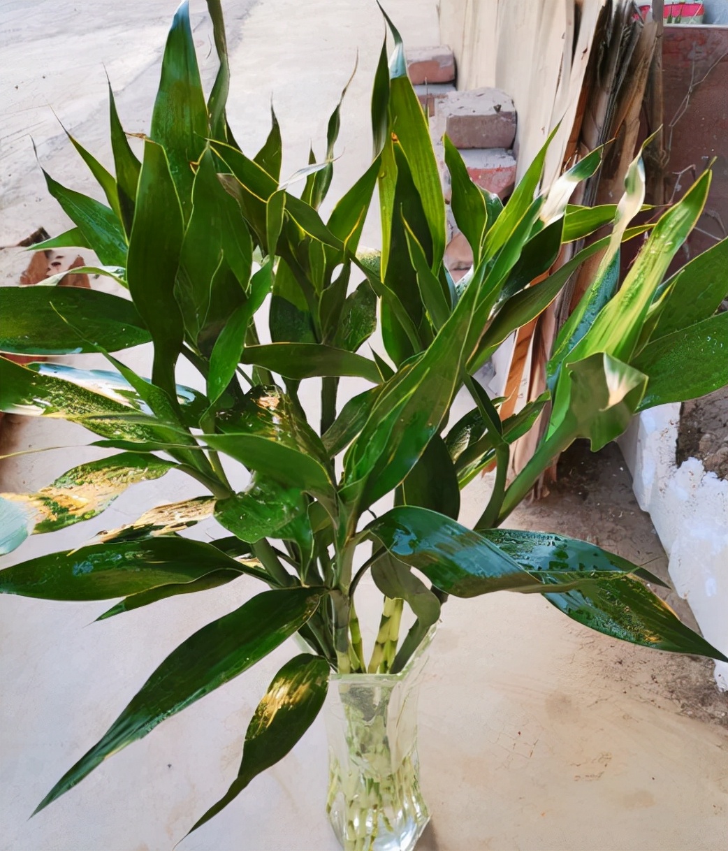 适合卧室养的花草植物（5种“助眠”花最适合卧室养）