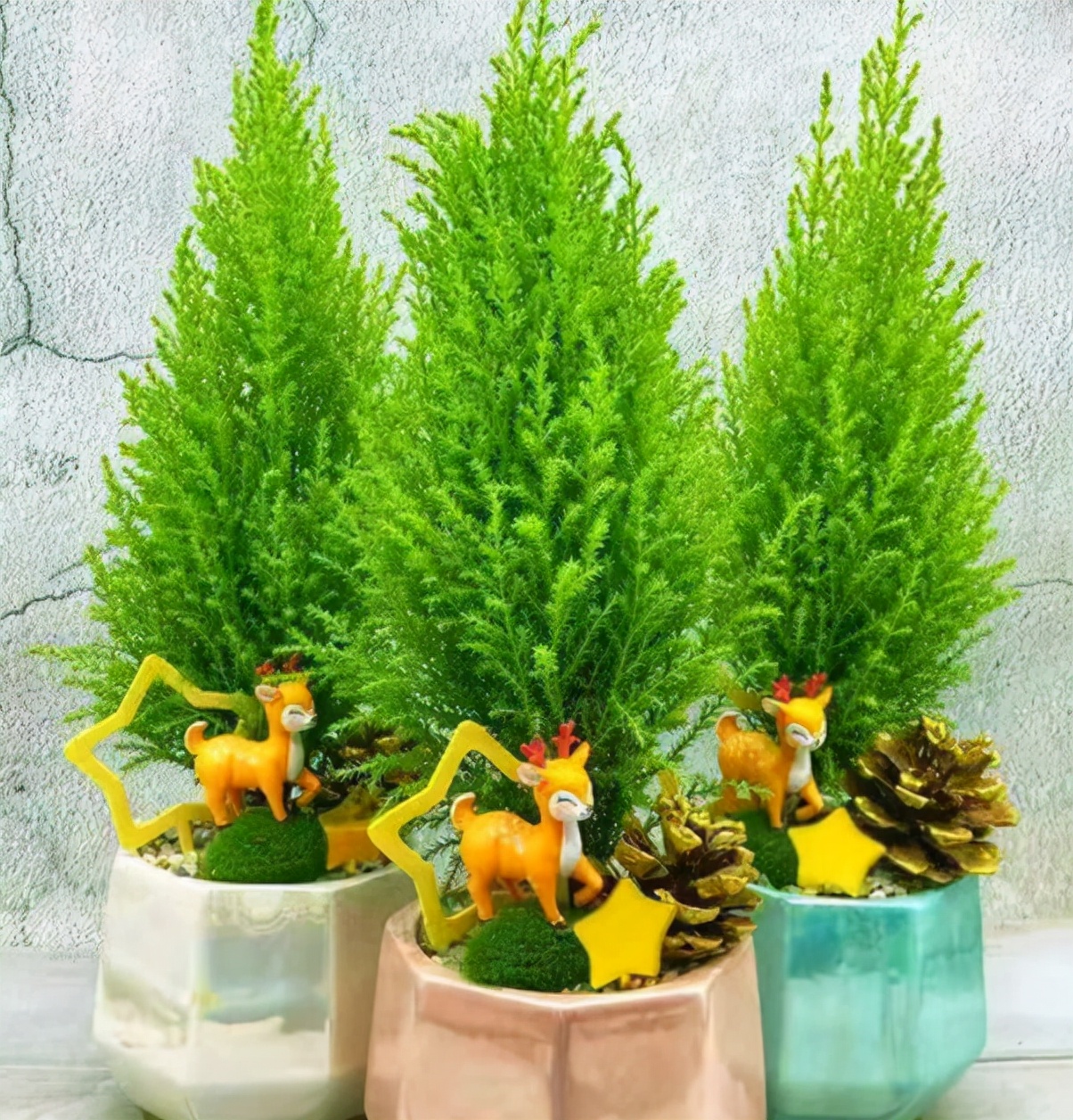 适合卧室养的花草植物（5种“助眠”花最适合卧室养）