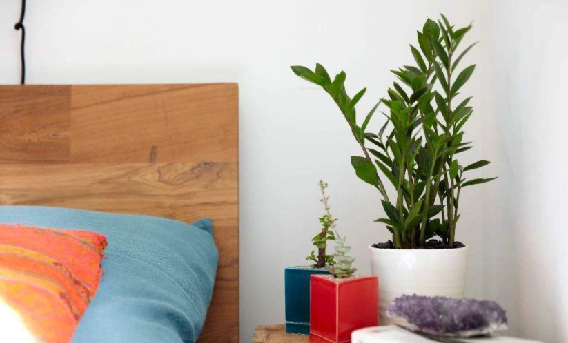 适合卧室养的花草植物（5种“助眠”花最适合卧室养）