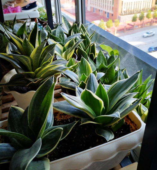 适合卧室养的花草植物（5种“助眠”花最适合卧室养）