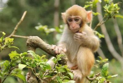 ​猴与什么生肖合的来(生肖兔的三合6合)