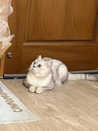 国内猫粮品牌十大排行(国产十大最好的良心猫粮名单)插图1