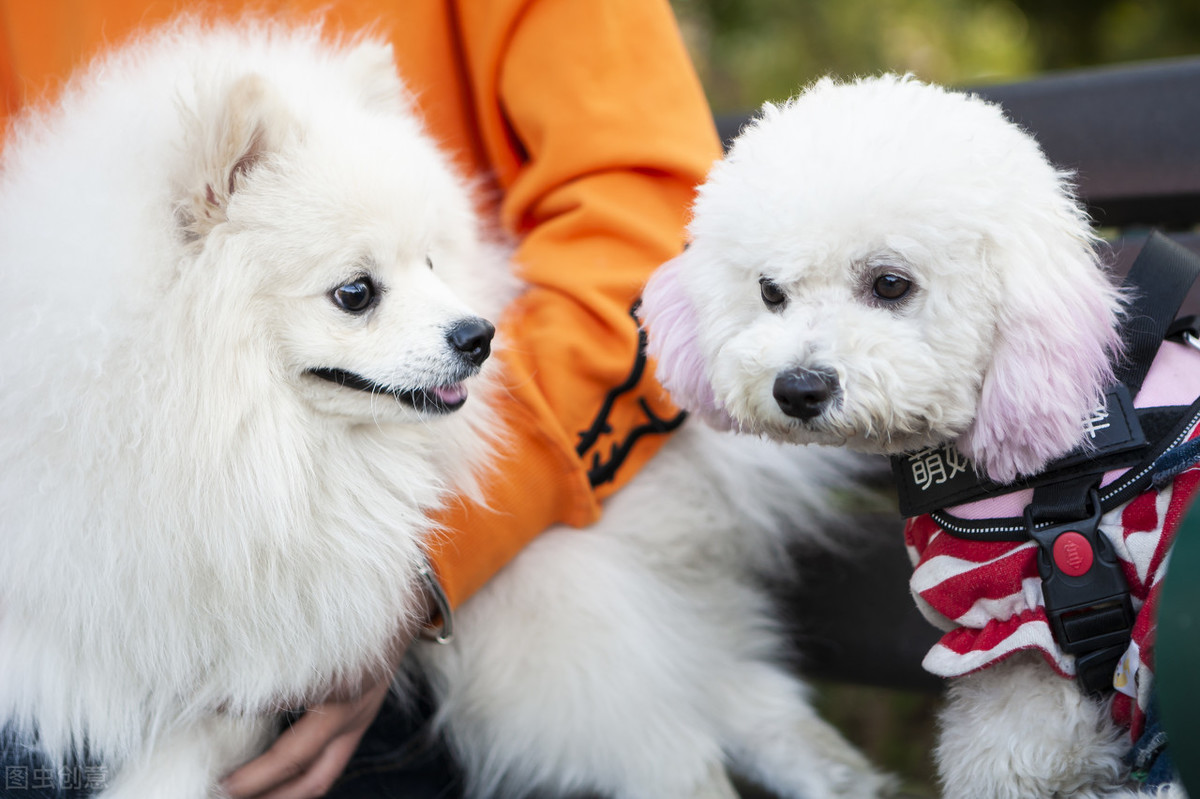 柴犬寿命一般多少年（这6种狗狗寿命较长）