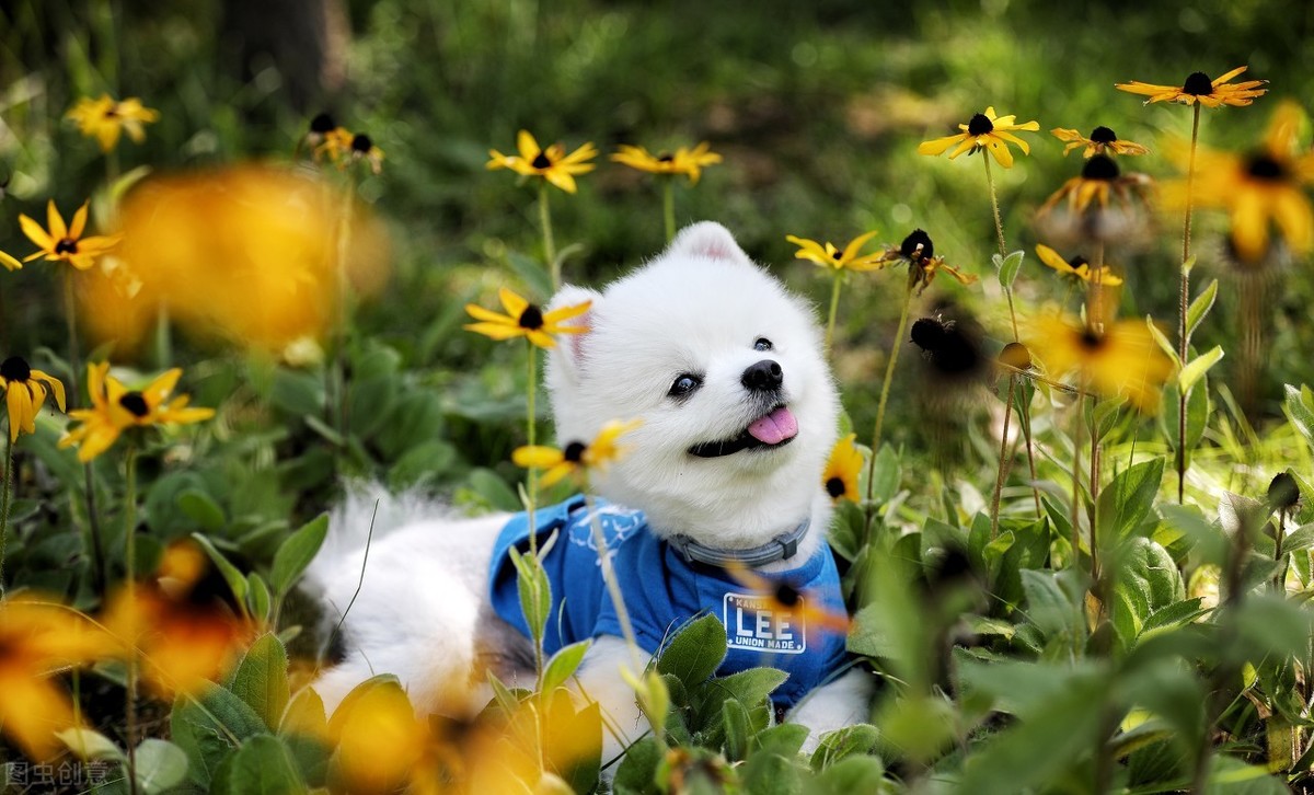 柴犬寿命一般多少年（这6种狗狗寿命较长）