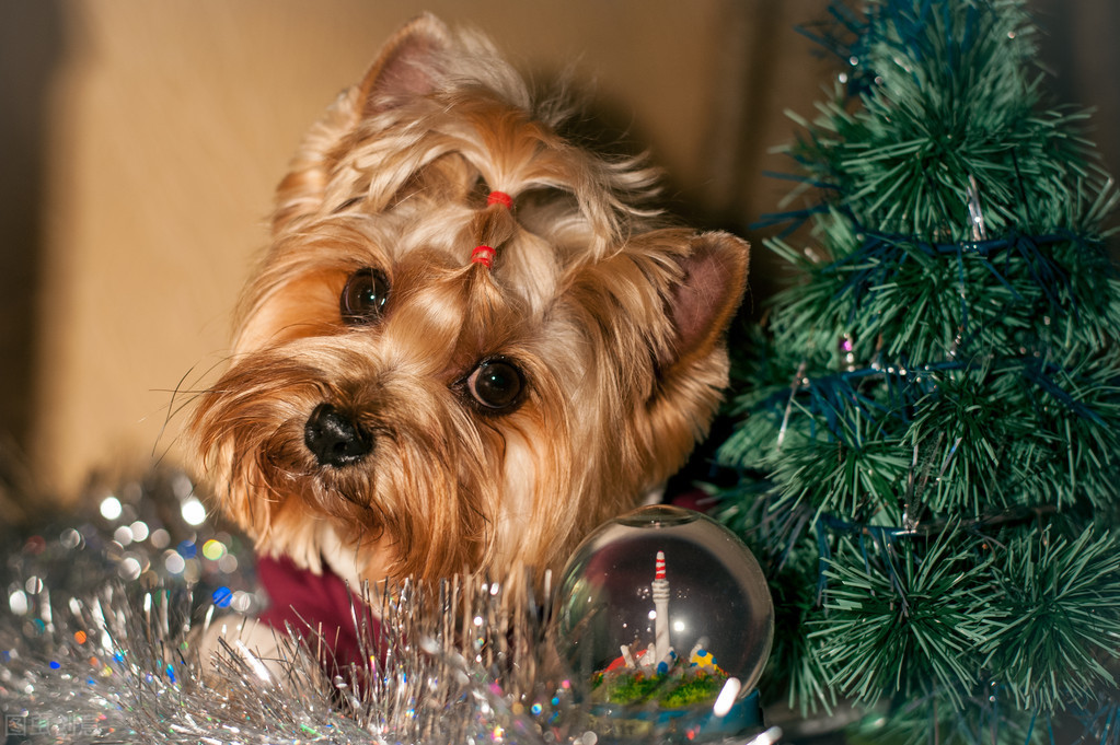 柴犬寿命一般多少年（这6种狗狗寿命较长）