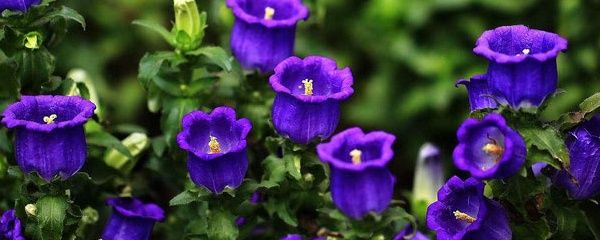 丹麦风铃花的养殖方法（分享丹麦风铃的6个养殖小技巧）