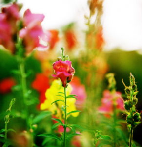 ​金鱼草花语寓意（金鱼草因花状似金鱼而得名）