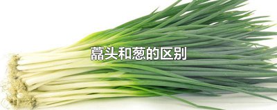 ​藠头和葱的区别