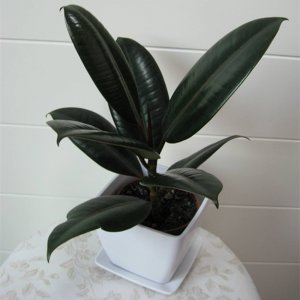 ​橡皮树叶子发黄是怎么回事（详解其中的3个原因）