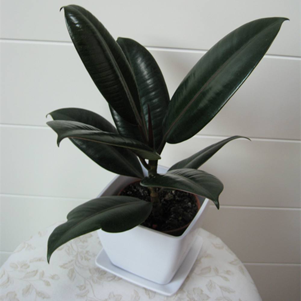 橡皮树叶子发黄是怎么回事(详解其中的3个原因)