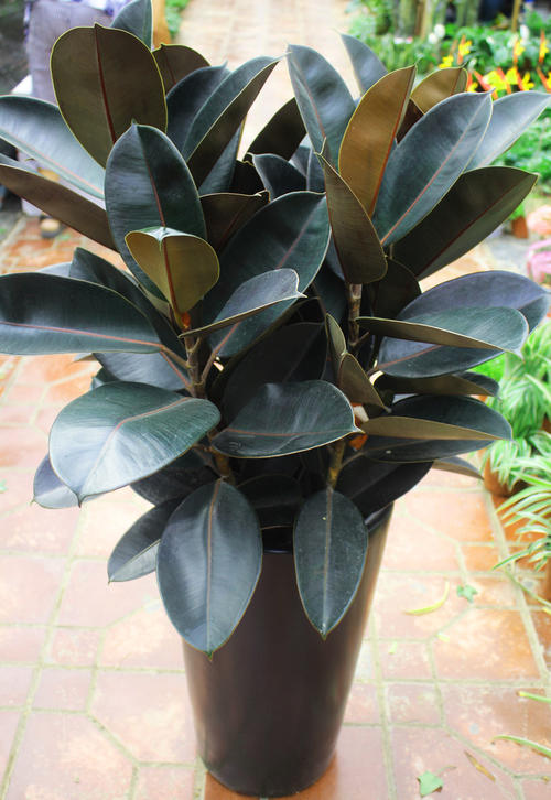 橡皮树叶子发黄是怎么回事(详解其中的3个原因)