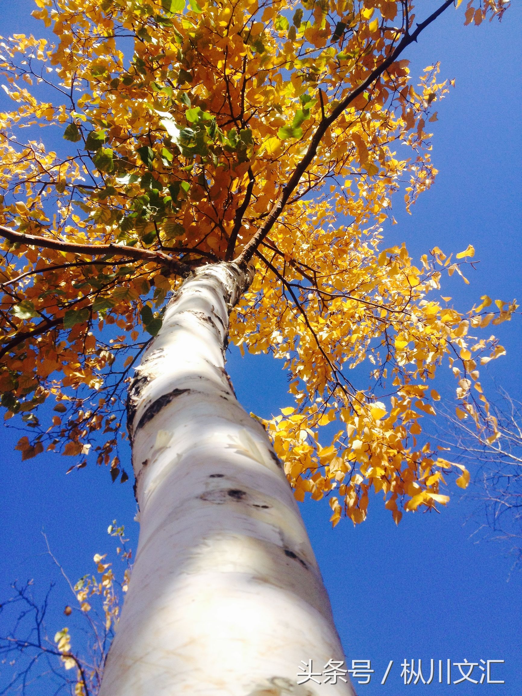 白杨树的特点（白杨树的主要特点文章介绍）