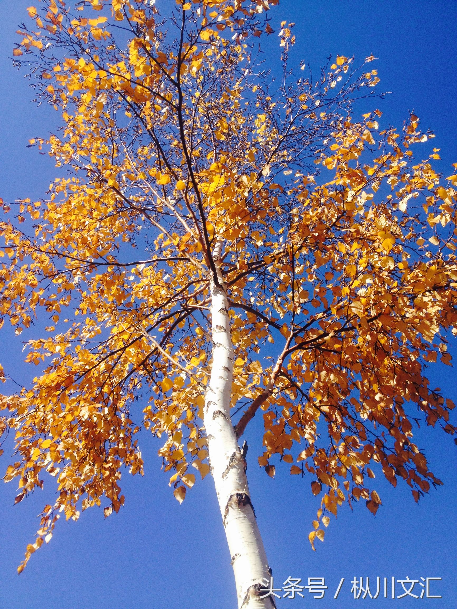 白杨树的特点（白杨树的主要特点文章介绍）