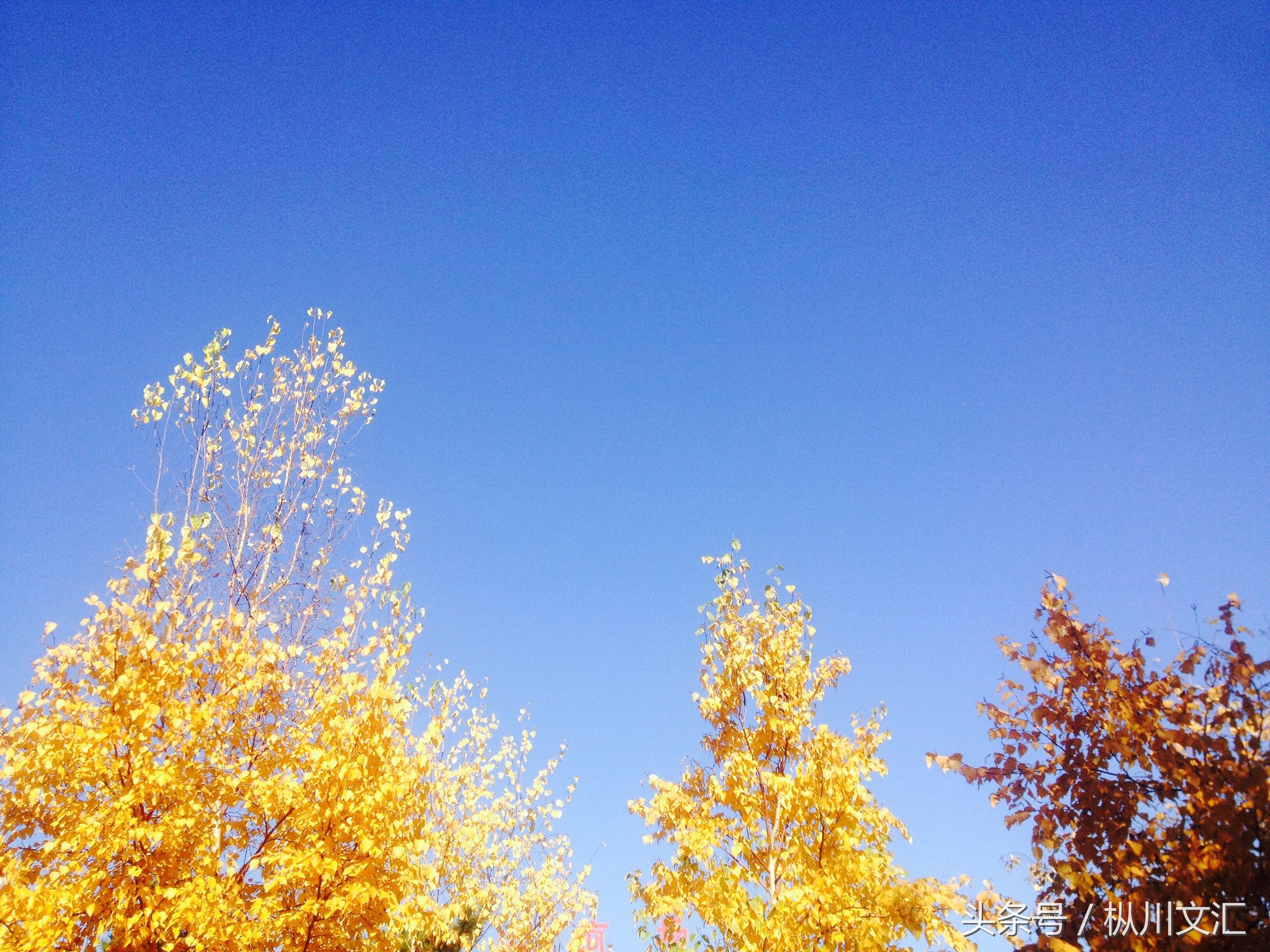 白杨树的特点（白杨树的主要特点文章介绍）