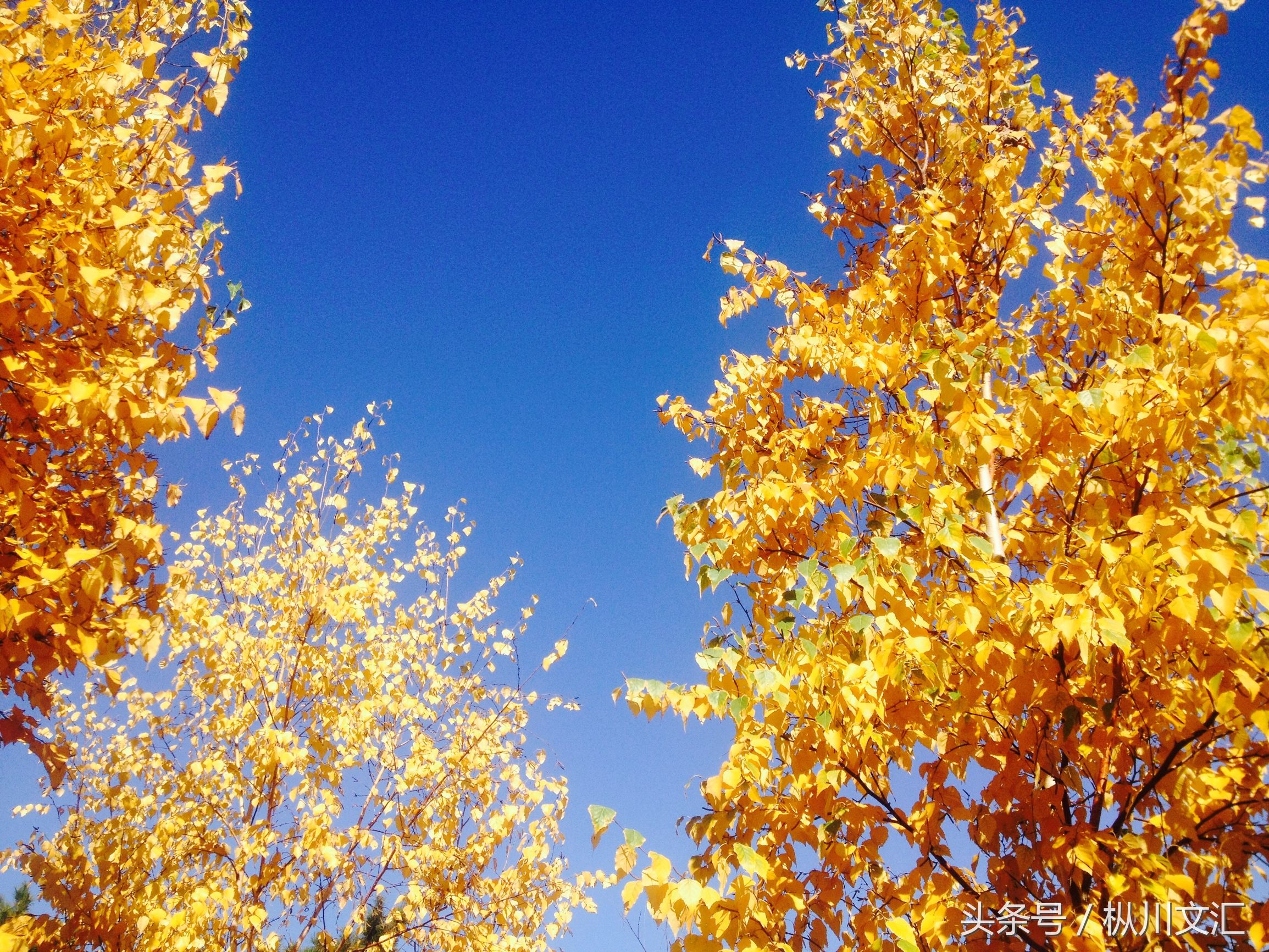 白杨树的特点（白杨树的主要特点文章介绍）