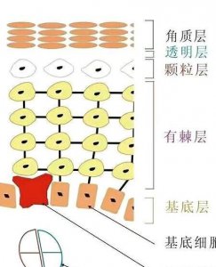 ​怎样给肌肤深层补水(皮肤怎么深层补水)