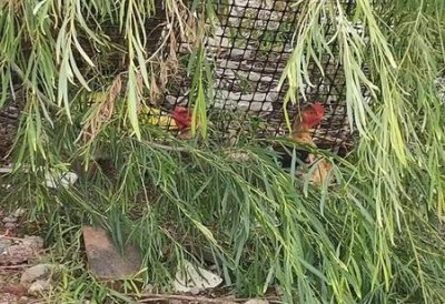 ​怎样识别散养鸡(散养土鸡和饲料鸡的区别)