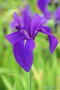​杜若花的花语（详解杜若花花语代表的含义）