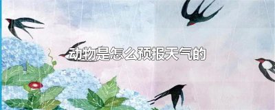 ​动物是怎么预报天气的