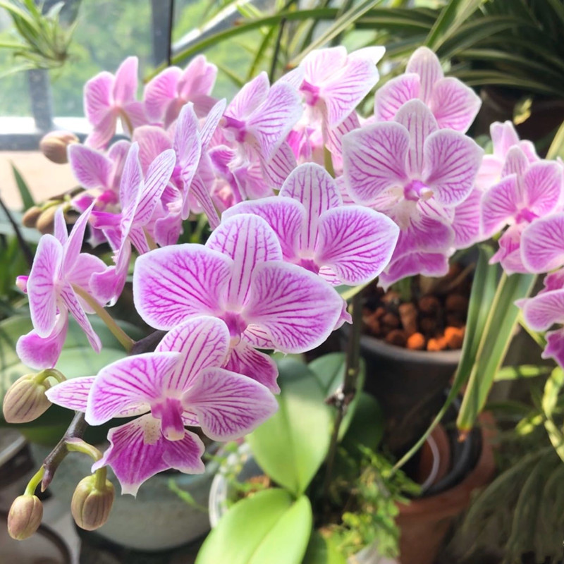 蝴蝶兰叶子变软变蔫了怎么办（如何恢复发软的蝴蝶兰叶子）