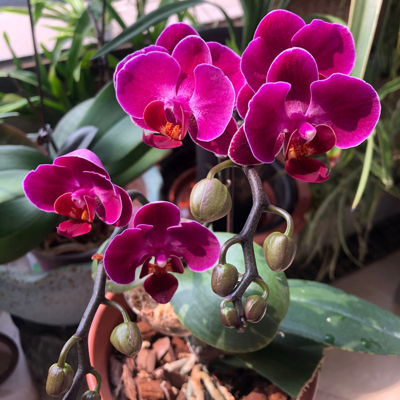 蝴蝶兰叶子变软变蔫了怎么办（如何恢复发软的蝴蝶兰叶子）