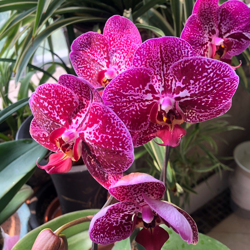 蝴蝶兰叶子变软变蔫了怎么办（如何恢复发软的蝴蝶兰叶子）