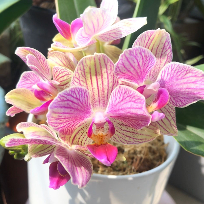 蝴蝶兰叶子变软变蔫了怎么办（如何恢复发软的蝴蝶兰叶子）