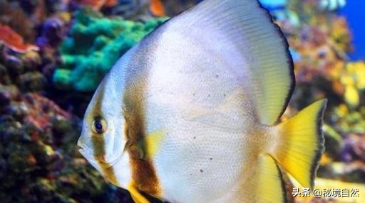 蝙蝠鱼长什么样子（蝙蝠鱼种类下的57七种鱼）