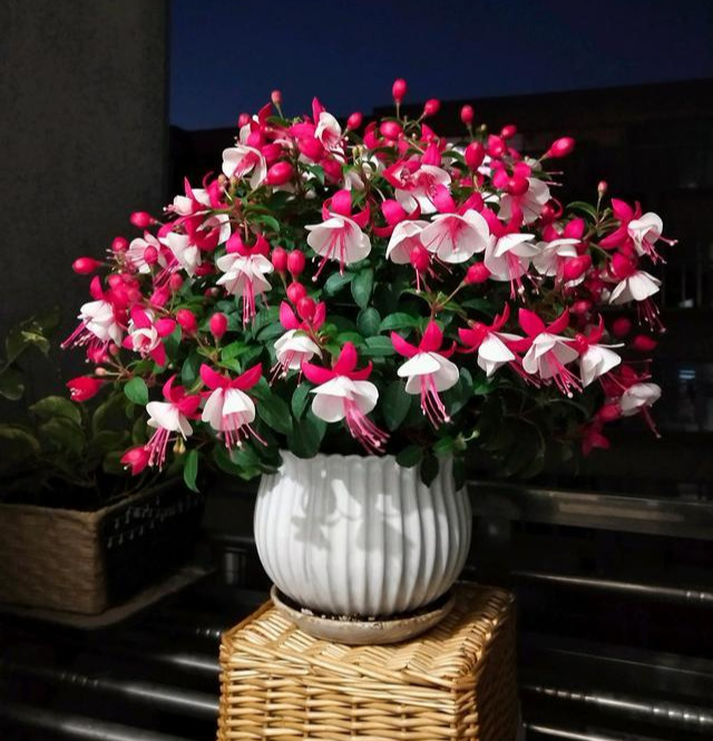 什么花树耐寒好看（8种耐寒的花漂亮又好养）