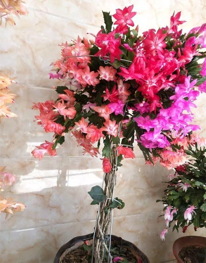 什么花树耐寒好看（8种耐寒的花漂亮又好养）