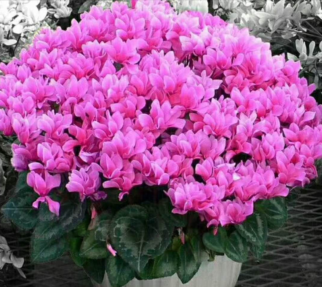 什么花树耐寒好看（8种耐寒的花漂亮又好养）