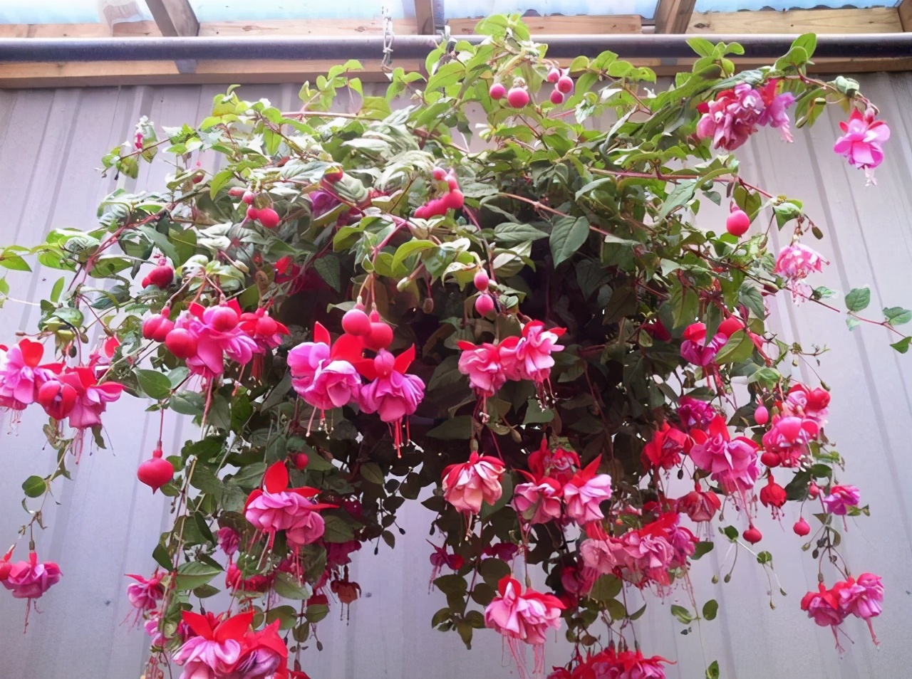 什么花树耐寒好看（8种耐寒的花漂亮又好养）