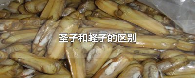 ​圣子和蛏子的区别