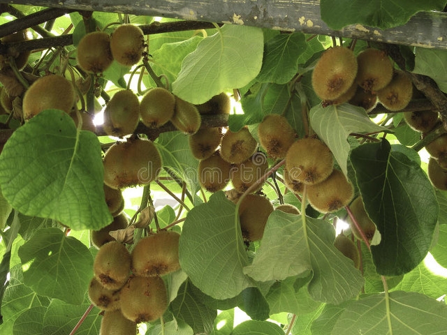 树是植物吗（25条关于树木花草不为人知的有趣冷知识）