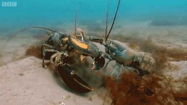 波士顿龙虾图片（图文鉴赏波士顿龙虾的真实外貌）