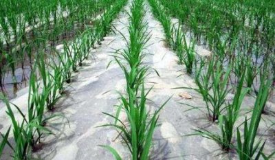 ​银黑地膜和黑地膜的区别(地膜黑色与银色的区别)