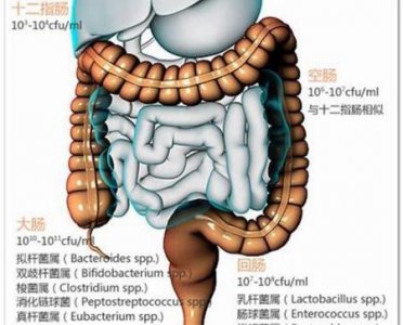 ​拉肚子怎么办快速缓解(肚子疼拉稀怎么办快速缓解)