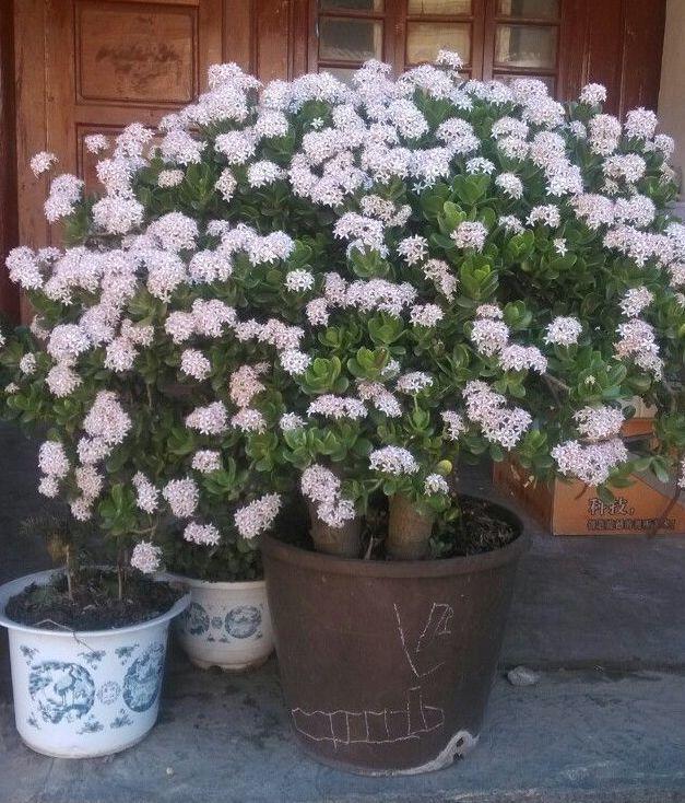 海棠树寓意是什么意思（推荐3种寓意好的植物）