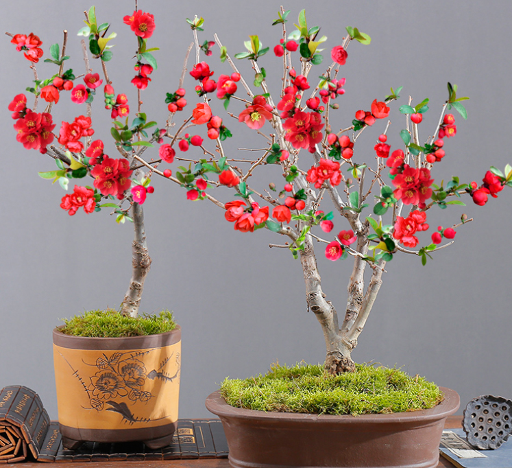 海棠树寓意是什么意思（推荐3种寓意好的植物）