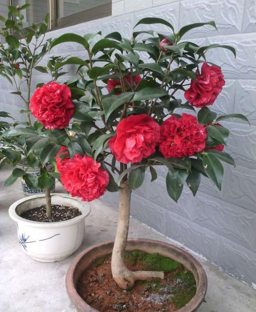 海棠树寓意是什么意思（推荐3种寓意好的植物）