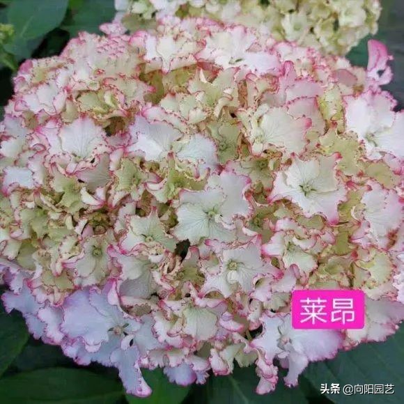 绣球花的气味（开春必养10个品种的绣球花）