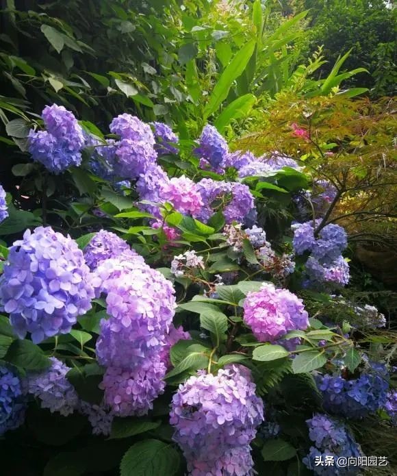 绣球花的气味（开春必养10个品种的绣球花）