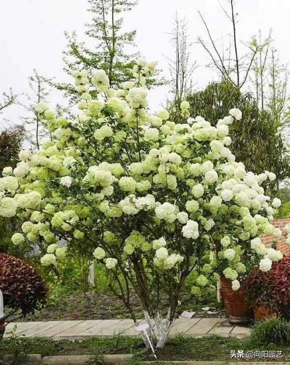 绣球花的气味（开春必养10个品种的绣球花）