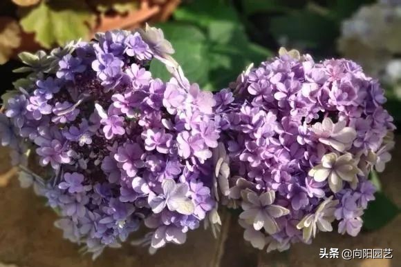 绣球花的气味（开春必养10个品种的绣球花）