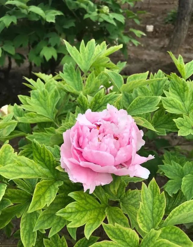 芍药一年开几次花（熟悉芍药的特点以及栽培要领）